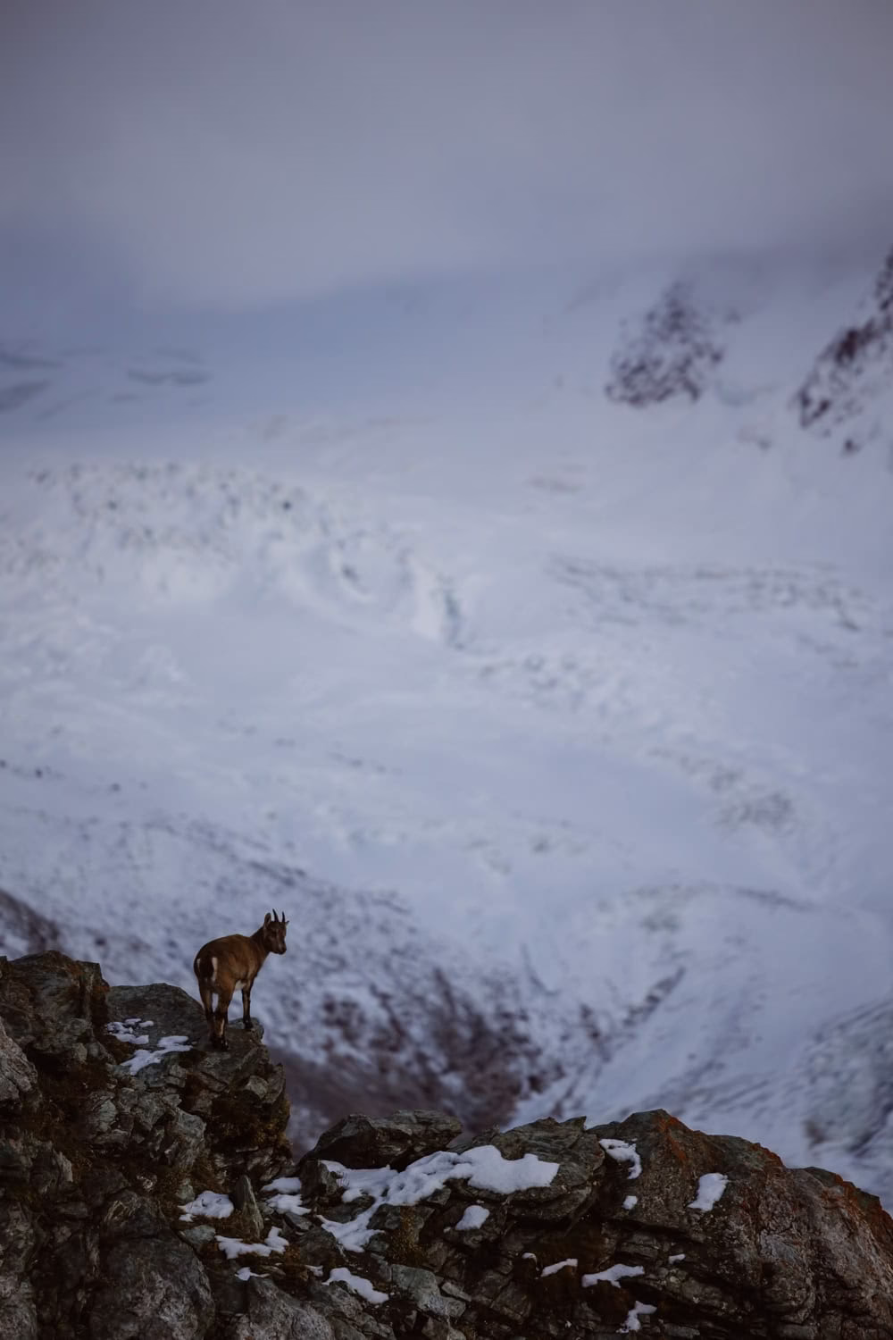 ibex zermatt